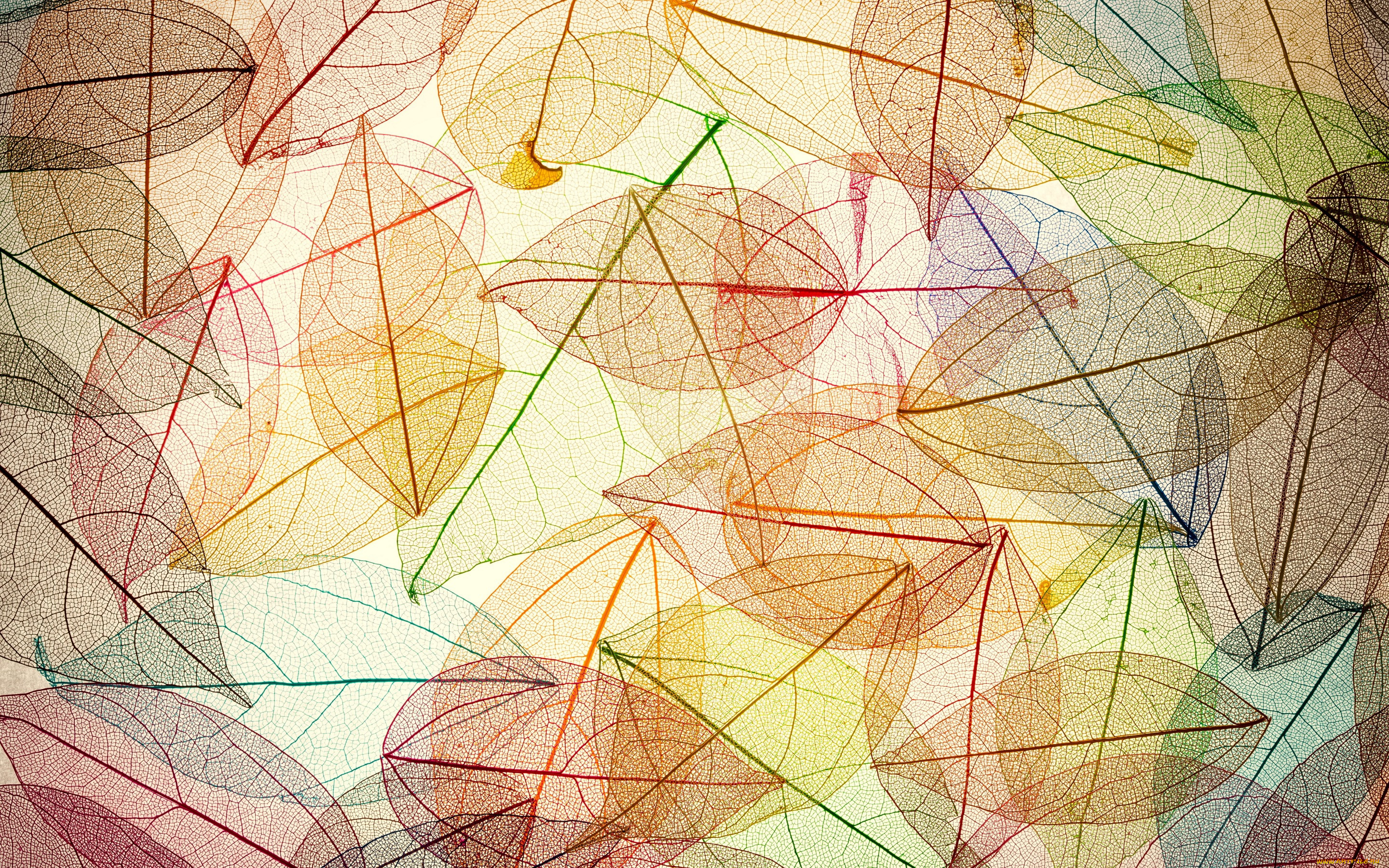  ,  , nature, autumn, leaves, transparent, abstract, colorful, , , 